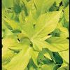 Ipomoea batatus 'Sweet Georgia Light Green'