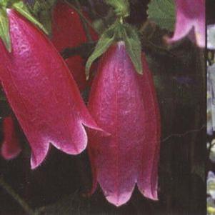 Campanula punctata 'Cherry Bells'