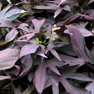 Ipomoea batatus 'Sweet Georgia Deep Purple'