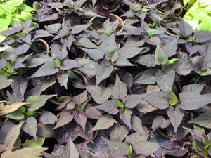 Ipomoea batatus 'Sweet Georgia Heart Purple'