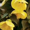 Abutilon  'Dame Vanessa'