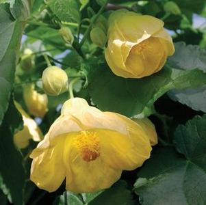 Abutilon  'Moonchimes'