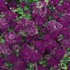 Ageratum  'Artist Purple®'