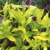 Centaurea montana 'Gold Bullion'