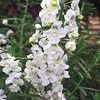 Angelonia  'Angelface White®'