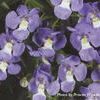 Angelonia  'Angelface Dresden Blue®'