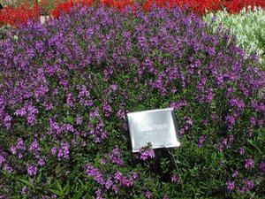 Angelonia  'Serena Purple®'