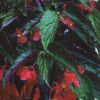 Begonia  'Hot Tamale'
