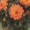 Dahlia  'Gallery Pablo'