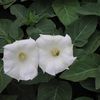 Datura chlorantha 'Belle Blanche'