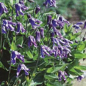 Clematis integrifolia