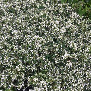Euphorbia  'Diamond Frost™'
