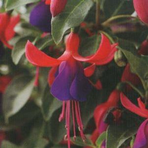Fuchsia  'Shadow Dancer Marcia'