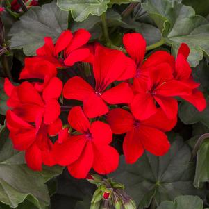 Geranium 'Caliente Fire' Geranium 'Caliente Fire'