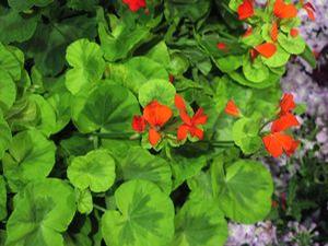Geranium  'Crystal Palace Gem'
