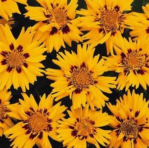 Coreopsis grandiflora 'Rising Sun'