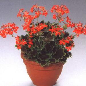 Geranium  'Vancouver Centennial'