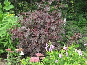 Hibiscus acetosella 'Maple Sugar'