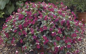 Impatiens  'Butterfly Cherry'