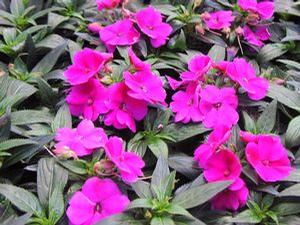 Impatiens  'Fanfare Fuschia'