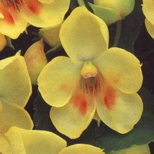 Impatiens  'Fusion Glow'