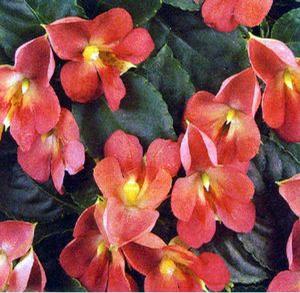 Impatiens 'Fusion™ Heat Coral' Impatiens 'Fusion™ Heat Coral'