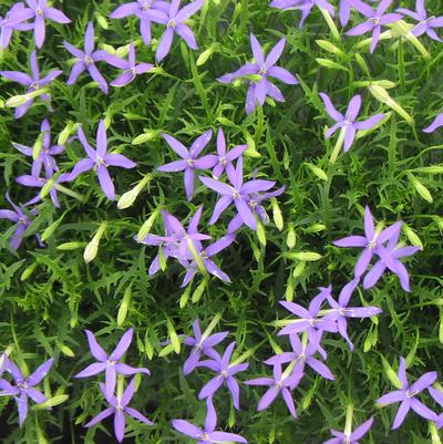Laurentia 'Beth's Blue' Laurentia 'Beth's Blue'