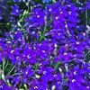 Lobelia  'Hot Waterblue'