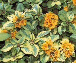 Lysimachia  'Walkabout Sunset'