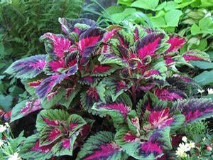 Perilla  'Magilla'