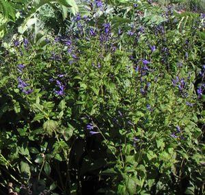 Salvia guaranitica 'Black and Blue'