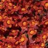 Snapdragon  'Playful Copper'