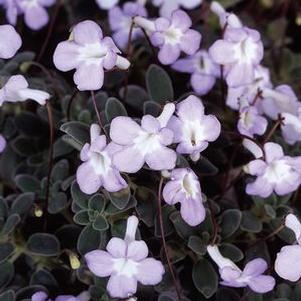 Streptocarpella  'Blue Horizon'