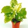 Alocasia odora