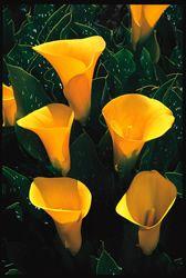 Calla  'Golden Chalice'