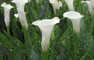 Calla  'Jennifer D'