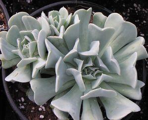 Echeveria  'Topsy Turvy'