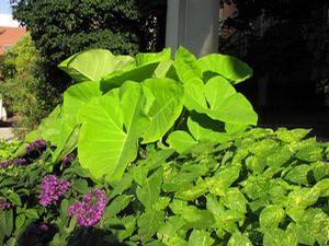 Xanthosoma aurea 'Lime Zinger' Xanthosoma aurea 'Lime Zinger'