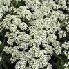 Alyssum  'Snow Crystals™'