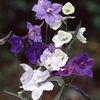 Delphinium bellamosa 'Connecticut Yankee'