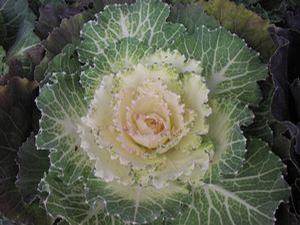 Flowering Cabbage 'Pigeon White'
