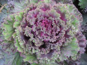 Flowering Kale 'Chidori Red'