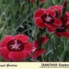 Dianthus  'Eastern Star'