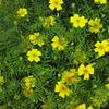 Marigold signet 'Lemon Gem'