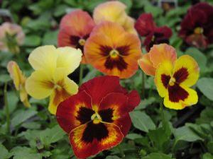 Pansy 'Skyline Copperfield'