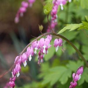 Dicentra spectabilis Dicentra spectabilis