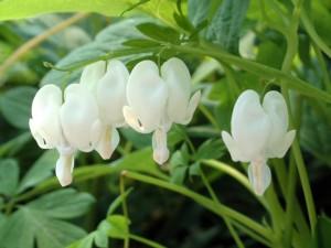 Dicentra spectabilis alba Dicentra spectabilis alba