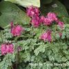 Dicentra x 'King of Hearts'