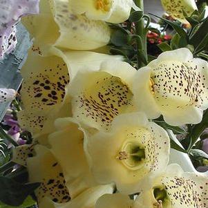 Digitalis grandiflora Digitalis grandiflora