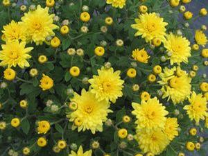 Chrysanthemum Belgian ''Padre Yellow''